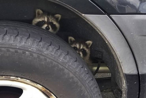 In this Wednesday, July 25, 2018 photo released by the Rye Police Department, two raccoons spotted b