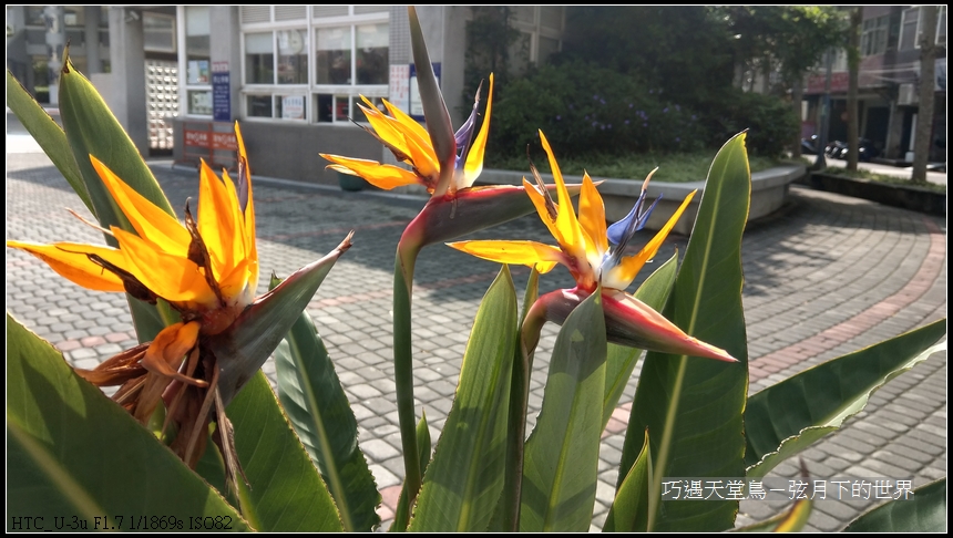 bird-of-paradise-flower-1.jpg