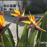 bird-of-paradise-flower-1