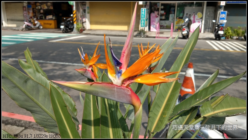 bird-of-paradise-flower-10.jpg