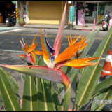 bird-of-paradise-flower-10