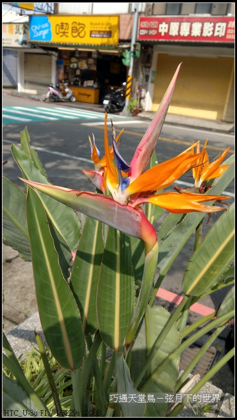 bird-of-paradise-flower-11.jpg