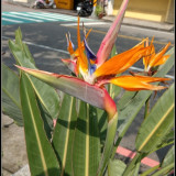 bird-of-paradise-flower-11