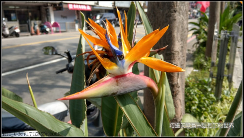 bird of paradise flower (13)