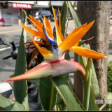 bird-of-paradise-flower-13