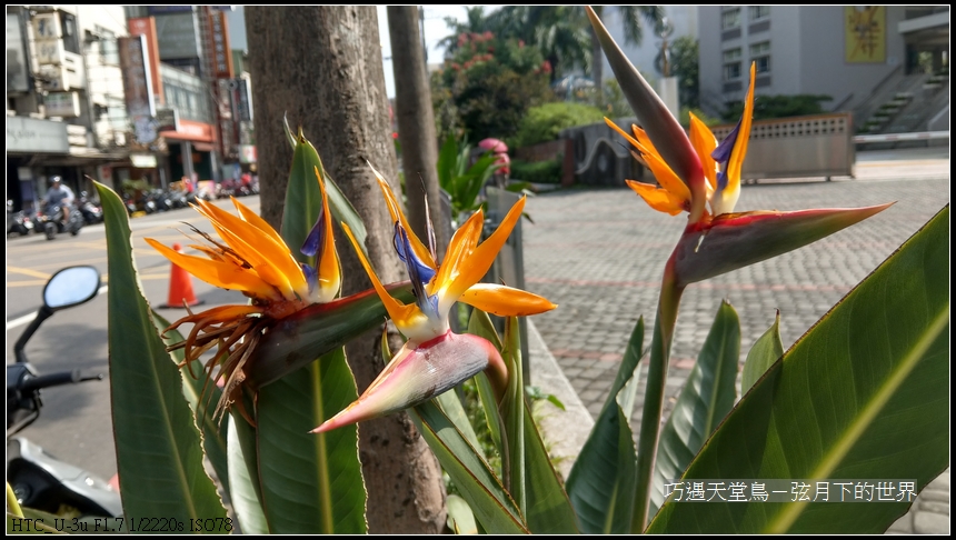 bird-of-paradise-flower-14.jpg