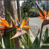 bird-of-paradise-flower-14