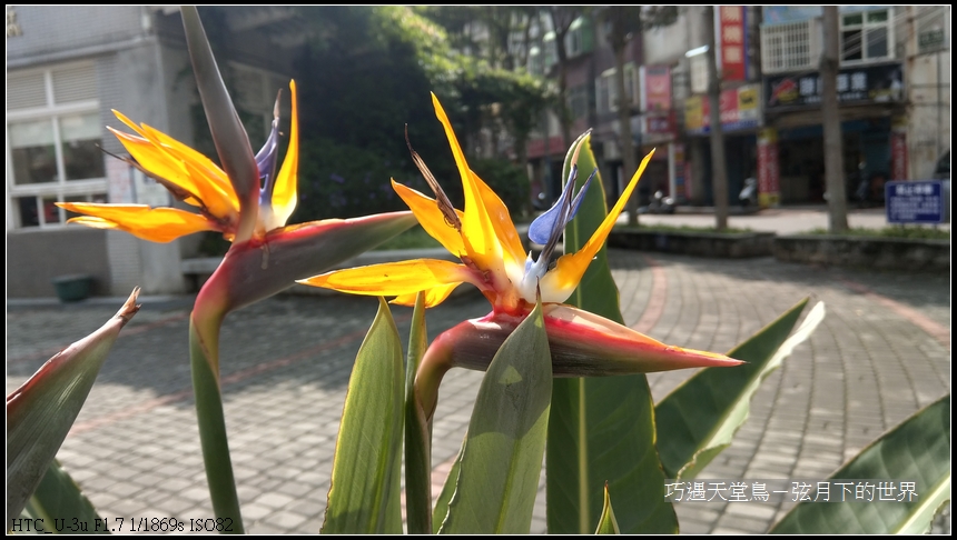 bird-of-paradise-flower-15.jpg
