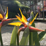 bird-of-paradise-flower-15