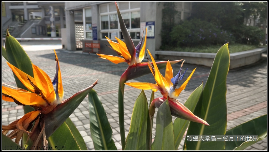 bird-of-paradise-flower-16.jpg