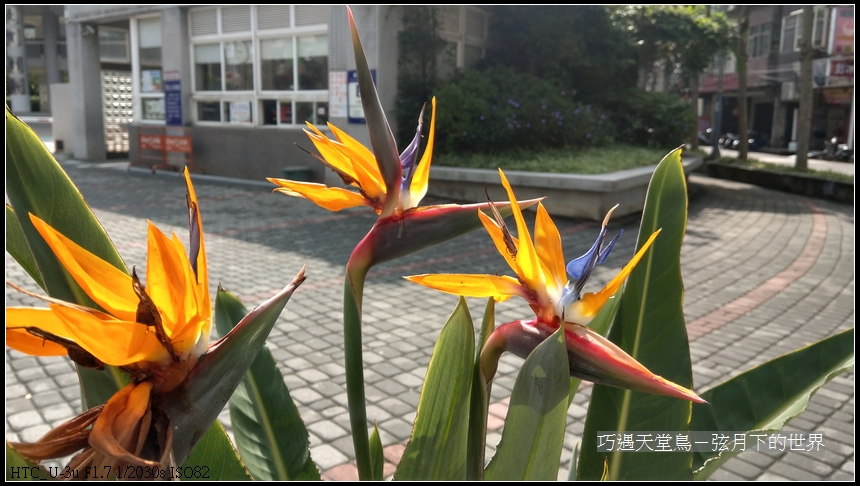 bird-of-paradise-flower-17.jpg