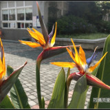 bird-of-paradise-flower-17
