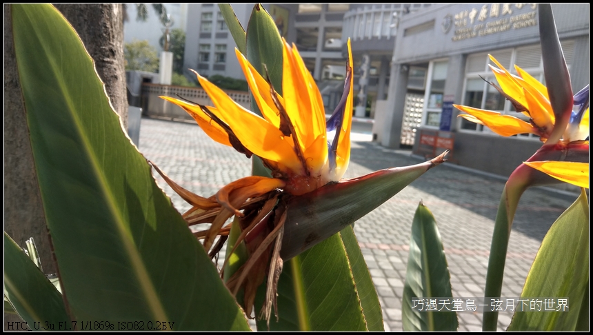 bird-of-paradise-flower-2.jpg