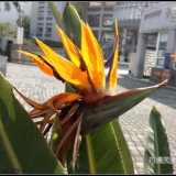 bird-of-paradise-flower-2