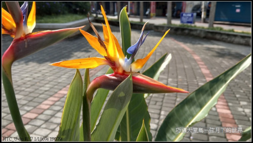 bird of paradise flower (3)