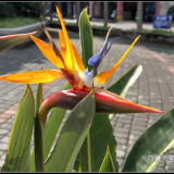 bird-of-paradise-flower-3