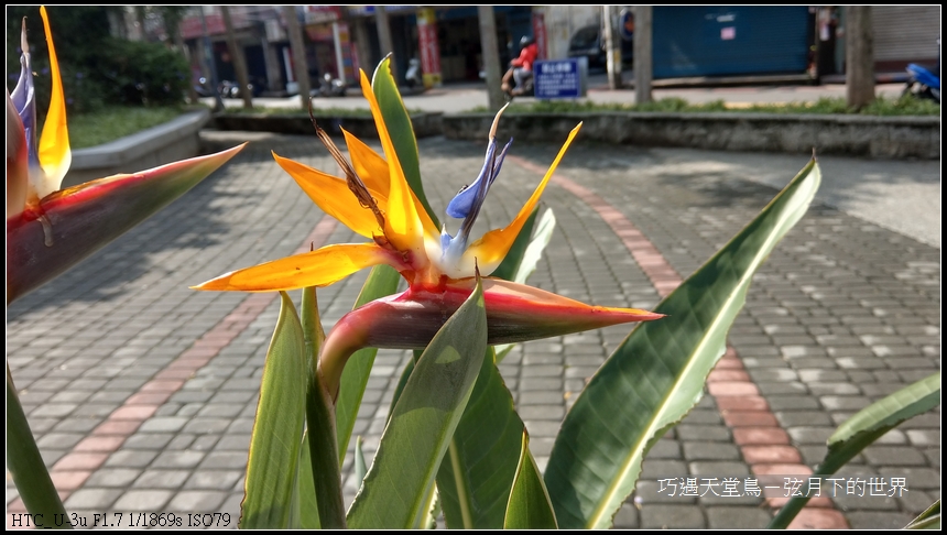 bird-of-paradise-flower-4.jpg