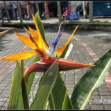 bird-of-paradise-flower-4
