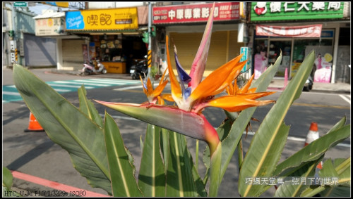 bird of paradise flower (5)