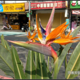 bird-of-paradise-flower-5