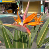 bird-of-paradise-flower-7