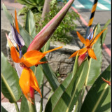 bird-of-paradise-flower-9