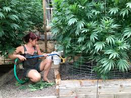 cannabis-growing-business.jpg