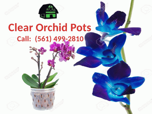 Are you looking for the best and unique Clear Orchid Pot for your garden? Green Barn Orchid Supplies provide the beautiful Clear Orchid Pots to grow your orchid plants. We also offer a variety of gardening products such as pots, baskets, mixes and many more products to your beautiful orchid plants. It is located in Delray Beach, Florida. If you want to shop these products, then order online by visiting our website! For more information, call at (561) 499-2810. See more at          https://shop.greenbarnorchid.com/category.sc?categoryId=3