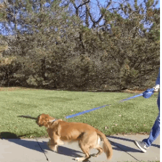 Dog Leash Automatic Retractable with Water Bottle Bowl - QuayMall.com