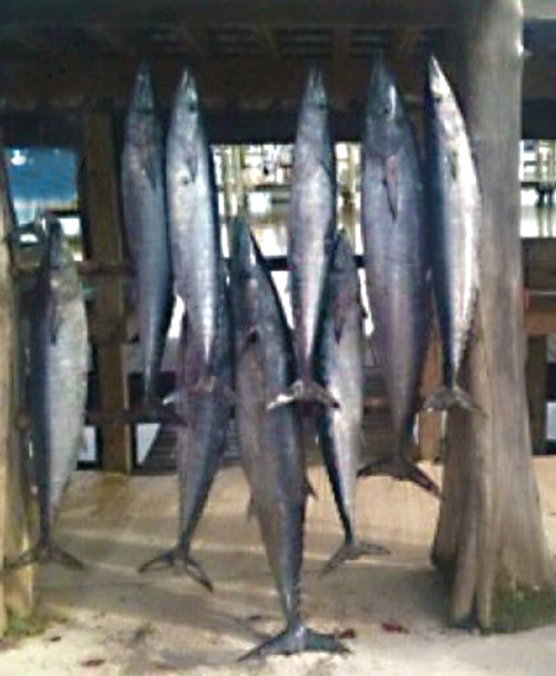 Champion Charters ,the best Venice Louisiana Fishing Charters Company, is  located in Venice Louisiana and specializes in deep sea Tuna fishing trips. We aim  to bring you the experience to the fish as well as to help you to catch them. We provide the best planned Venice fishing trips so that you enjoy this wonderful fishing trip to the most within your budget. Visit,https://bit.ly/2GKSoym