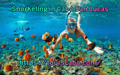 Tours Cabo is one of the top retailer in Cabo Pulmo who provides Snorkelling in Cabo Pulmo.Snorkelling is a kind of mask used to breathe while swimming. For more visit us at https://bit.ly/2HIlnRP