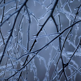 icytwigs