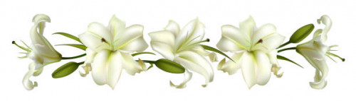 Flowers. Floral background. Lilies. White. Green leaves. Border.