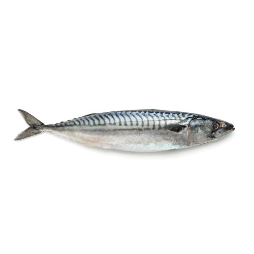 mackerel.jpg