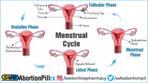 menstrual-cycle-phases.jpg