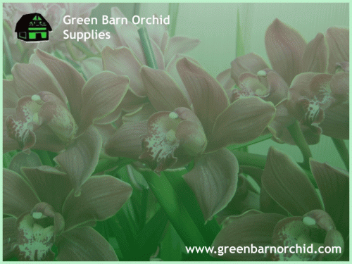 Green barn orchid Supplies which is the largest nursery located in Florida, USA. Green barn orchid providing Orchid mixes when it comes to growing a healthy orchid. Here you can shop for different types of garden materials at an affordable price. To get more information, you can visit our website or call at (561) 499-2810For more details visit us. https://shop.greenbarnorchid.com/category.sc?categoryId=2
