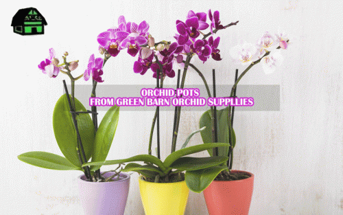 We carry orchid pots of all size, that encourage proper root growth. Many growers use orchid pots with holes in the sides that allow air to circulate through the loose medium and around the leaves and roots. orchid pot provided by Green Barn Orchid Supplies.it is located in a Delray Beach, Florida. Place your order now! Contact: (561) 499-2810. See more at https://shop.greenbarnorchid.com/category.sc?categoryId=3