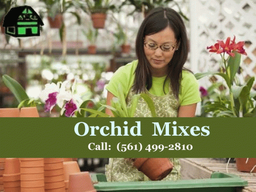 Green Barn Orchid Supplies provide Orchid Mixes to grow orchid plants. We also offer a variety of gardening products such as pots, baskets and many more products for your orchid plants. We are located in Florida, USA. If you want to shop these products, then order online by visiting our website! For more information, call at (561) 499-2810. See more at https://shop.greenbarnorchid.com/category.sc?categoryId=2