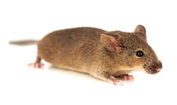 rash2-mouse-model.jpg