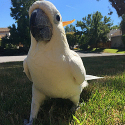 Did you know about Cockatoo Parrots for Sale? It’s time to visit ShinyParrotsHome.com and learn about the various parrot species before you decide to take one home.