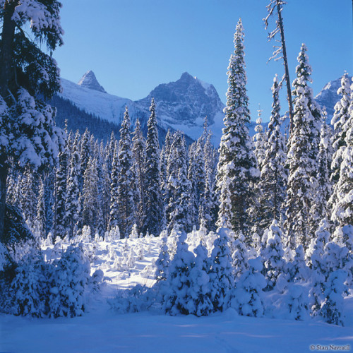 snowytrees2