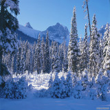 snowytrees2