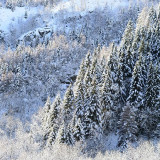 snowytrees4