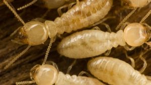 termites1-300x169.jpg