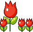 tulip69X66
