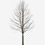 winter-tree1