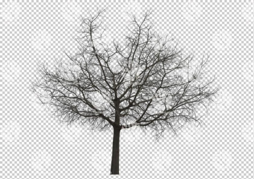 winter tree2
