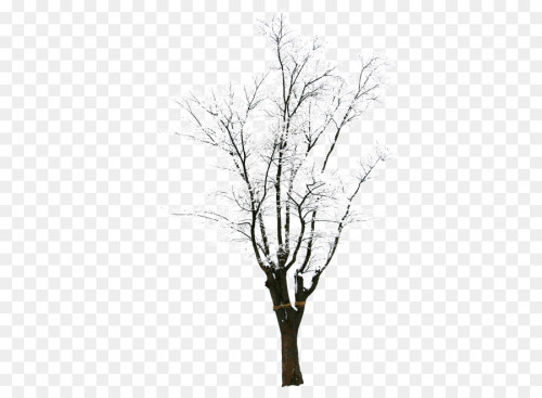 winter-tree4.jpg