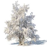 winter-tree7