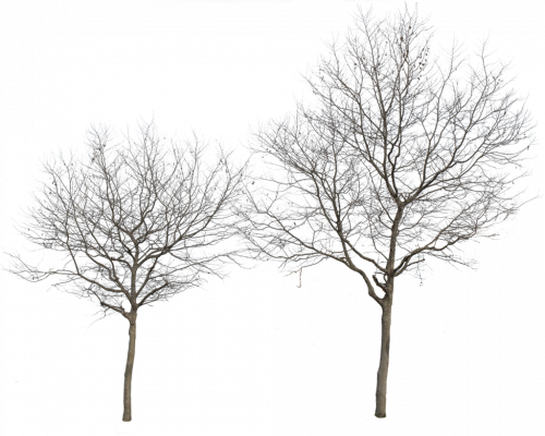 wintertree6.png
